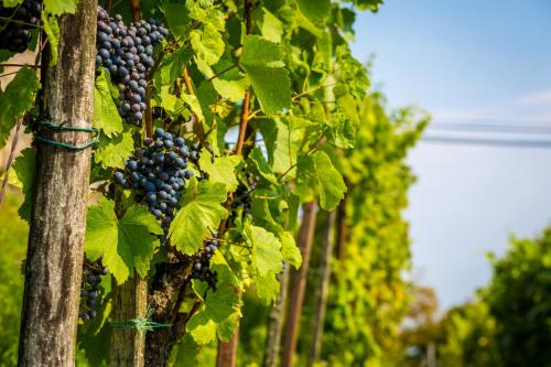 a bunch of grapes hanging from a vineyard at Hotel Bellevue in Kranj