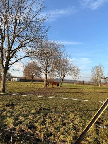 Animale la sau în apropiere de această casă de vacanță