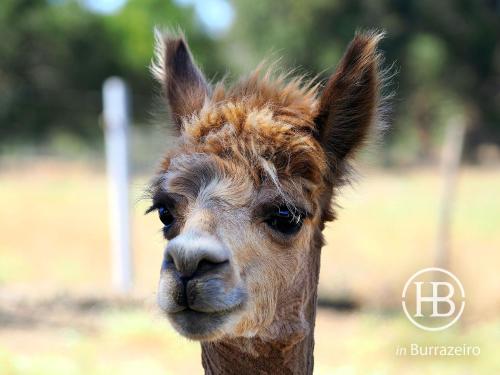 a close up of a brown llama face at Herdade do Burrazeiro Turismo Rural no Alentejo in Borba