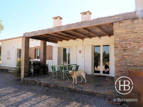 a dog standing on a patio in front of a house at Herdade do Burrazeiro Turismo Rural no Alentejo in Borba