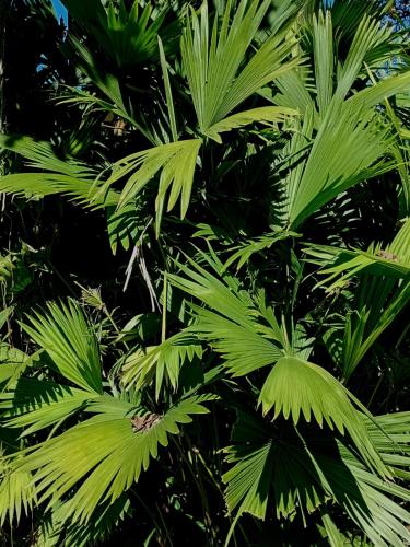 O grădină în afara Finca