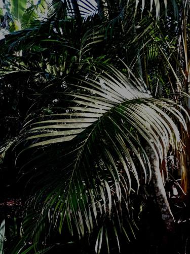 Imagine din galeria proprietății Finca în Santa Rosa de Copán