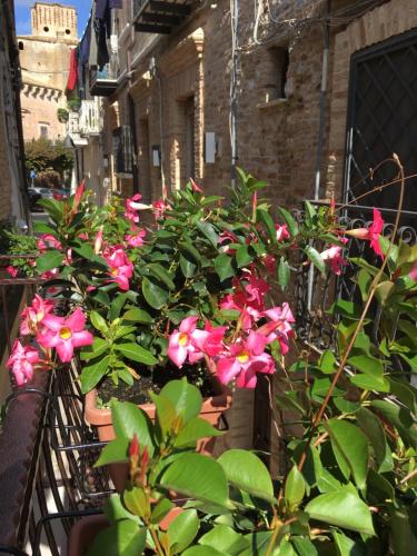 a bunch of pink flowers in pots on a balcony at Guest House Dimora Fiorita in Serracapriola