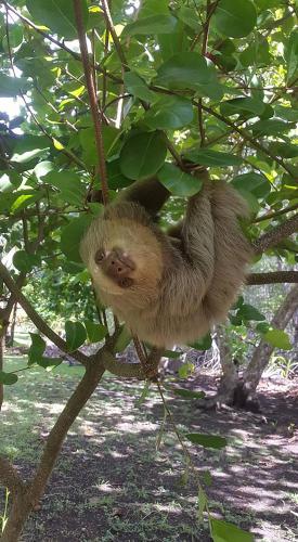 a small monkey is hanging from a tree at Hotel Delfin Playa Bejuco in Esterillos Este