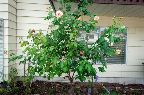 a rose tree in front of a house at The Breakfast Getaway In Fraser Valley in Abbotsford