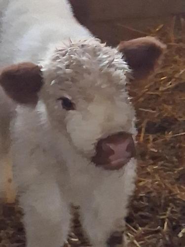 a painting of a baby lamb in hay at Ferienwohnung Ida in Staig