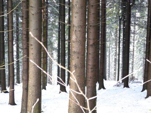a forest of trees with snow on the ground at Landfein Big Country House in Winterberg