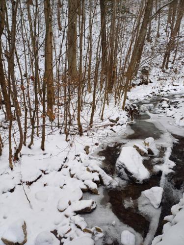 a snow covered forest with a stream and trees at Zacisze Sokolec in Ludwikowice Kłodzkie