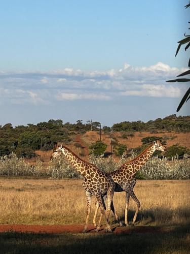 a couple of giraffes walking in a field at Bateleur Nature Reserve & Stamvrug Hiking Trails in Modimolle
