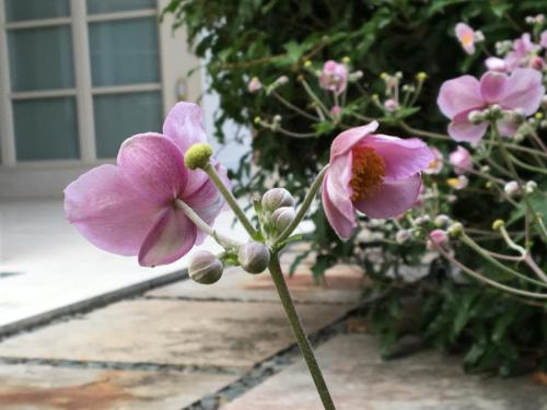 a bunch of pink flowers in front of a house at Rosa del Grappa in Rosà