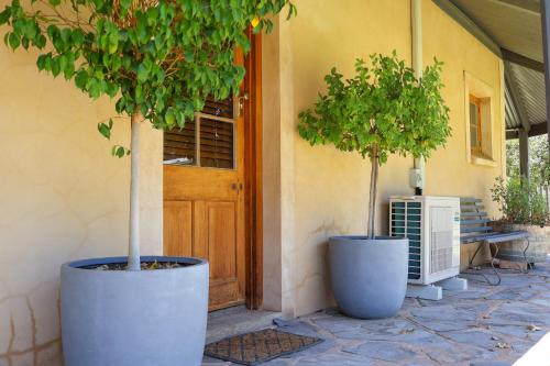 two trees in large pots in front of a door at Kaesler Cottages in Nuriootpa