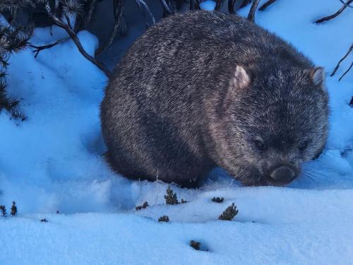 a hedgehog is sitting in the snow at Cradle Alpine Retreat in Moina