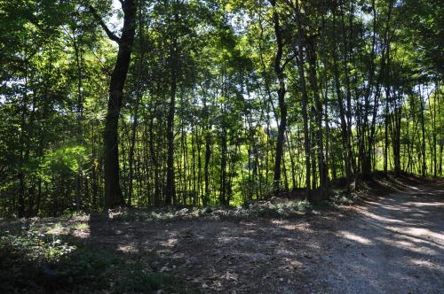 a forest with trees and a dirt road at Villa Fior di Robinia in Giavera del Montello