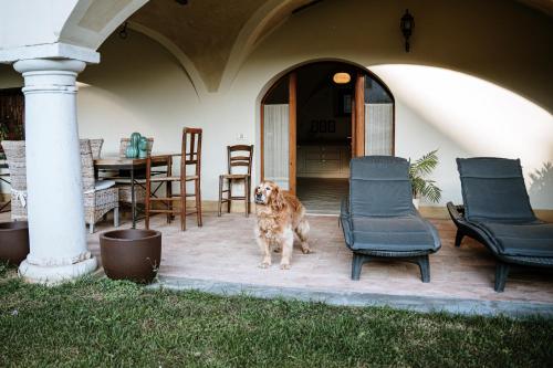 a dog standing on a patio with two chairs at La Dimora in Roe