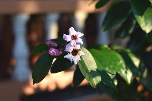 a group of purple and white flowers on a plant at Wichouda Cottage - Self Check-in in Chiang Dao