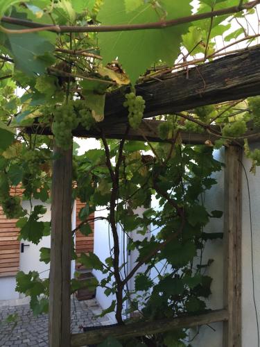 a window view of a bunch of grapes at Pension Sunnseitn - Gasthof - Café - Weinkeller in Haslach an der Mühl