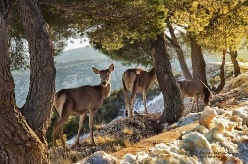a group of deer standing on a hill with trees at Cavallari Palace Hotel Suites in Athens