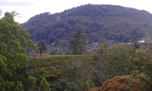 a mountain in the middle of a forest at Lilly Guest Inn in Haputale