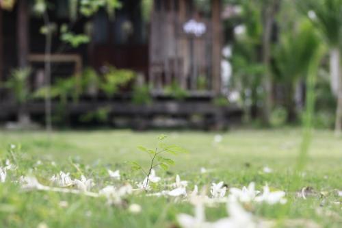 a small plant in the grass in a park at Baan Suan La Moon in Chiang Khan