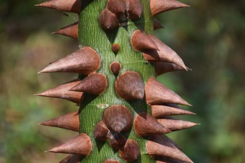 Photo de la galerie de l'établissement Finca San Rafael - Cafe y Cacao, à Minca