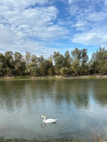 a white swan swimming in a lake at Vikendica Dva labuda in Banoštor