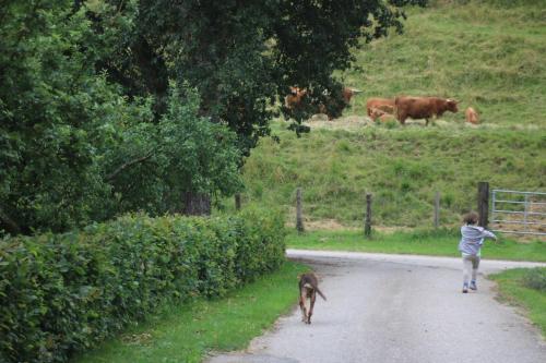 Animales en el departamento o alrededores