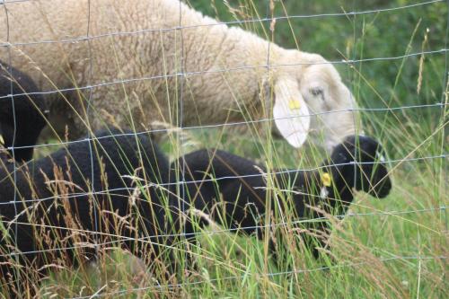 Animales en el departamento o alrededores