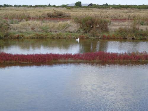 a body of water with a bird in the middle at Le Chat Botté in Saint-Clément-des-Baleines