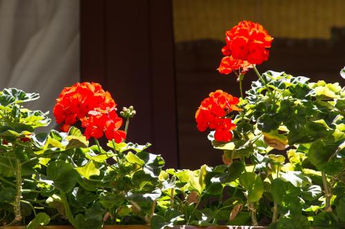 a group of red flowers in a plant at Hotel Derby in Folgarida