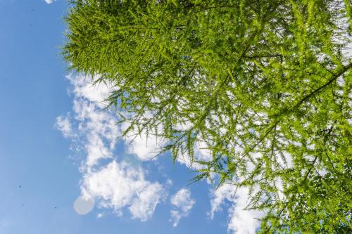 a close up of a tree with the sky in the background at Hotel Derby in Folgarida