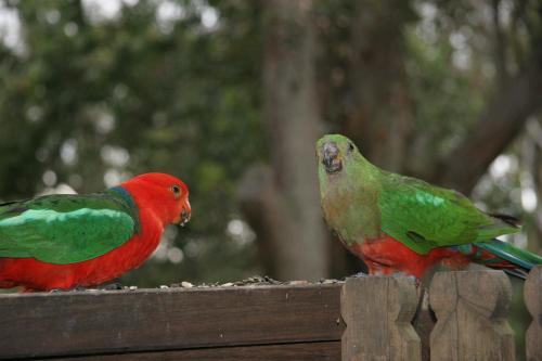 Animales en el bed & breakfast o alrededores