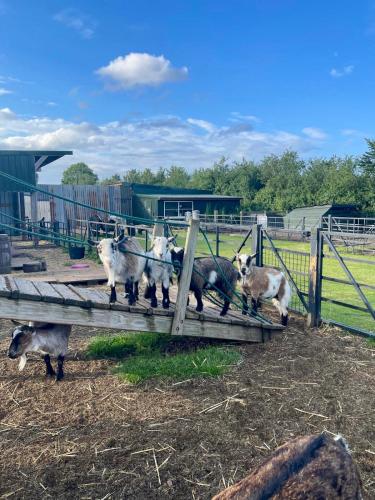 a group of sheep standing next to a fence at Willow Court Farm Studio East & Petting Farm, 8 mins to Legoland & Windsor, 15 mins to Lapland UK in Windsor