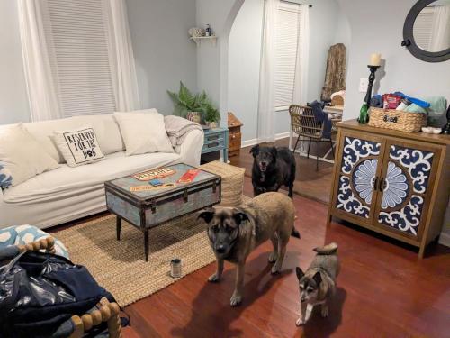 three dogs are standing in a living room at The Lemon Zest Cottage Paws Welcome in Pensacola