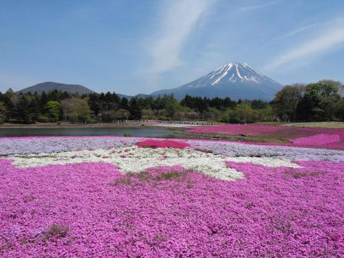 a field of pink flowers with a mountain in the background at Motosu Phoenix Hotel in Fujikawaguchiko