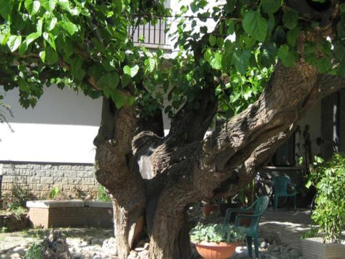 a large tree with a chair in a yard at Hotel da Rosanna in Attigliano