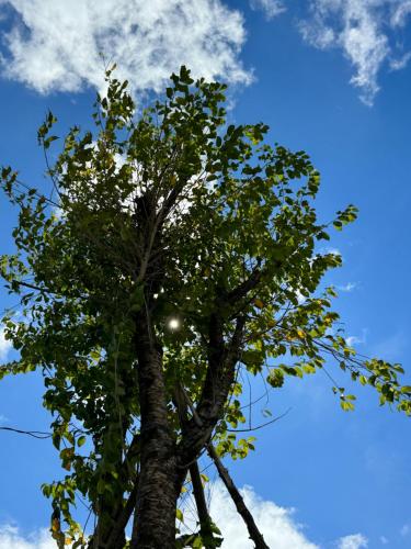 a tree with the sky in the background at City Dodge Home in Xuan An