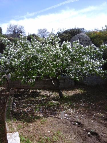 a apple tree with white flowers on it at La Collina dei Ciliegi in Sarule