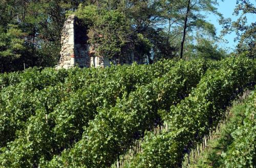 a hedge of ivy in front of a brick building at Relais Cà Nova Guest House in Bogogno