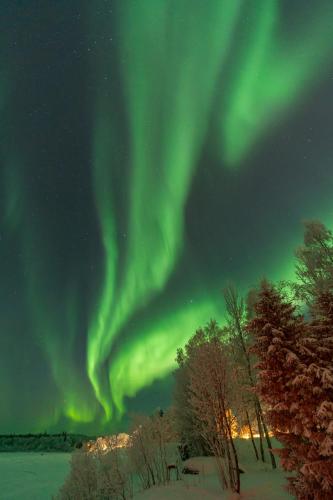 an aurora in the sky with snow and trees at Riverhouse studio in Ivalo