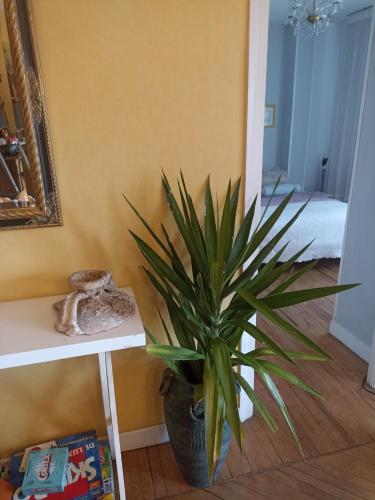 a plant in a pot next to a wall at apartamento céntrico zona Marques de comillas 8 in Laredo