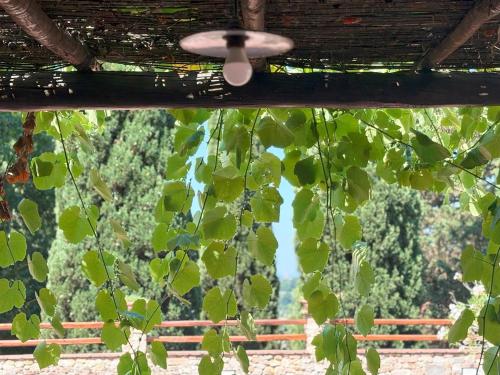 a bunch of green leaves hanging from a ceiling at Podere Casato in Montespertoli