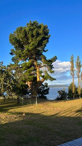a large pine tree in a field next to the water at Cabaña con jacuzzi exterior y vista al mar - Huellas de Pato, Puerto Montt in Puerto Montt