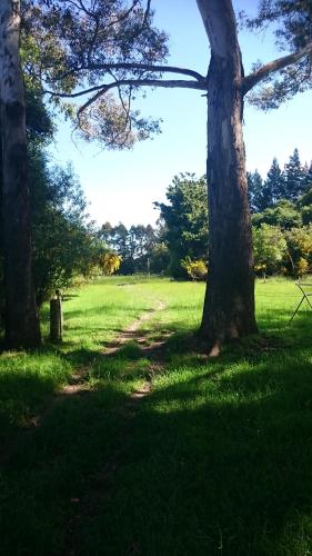 a group of trees in a grass field at Taringatura Backpackers in Pukearuhe