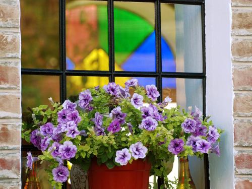 a window with a pot of purple flowers at Flórián Vendégház in Villánykövesd