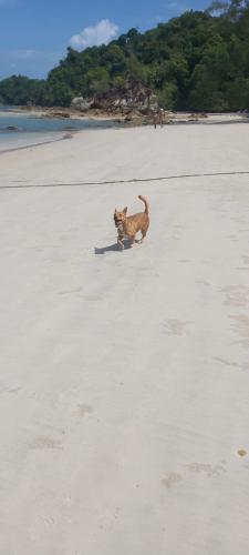 a dog running on the beach with a frisbee at Phu Aunna in Ko Phayam
