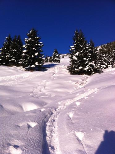 a snow covered slope with footprints in the snow with trees at Haus Steinacker in Fiss