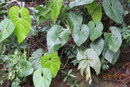 Taman di luar CreaDora