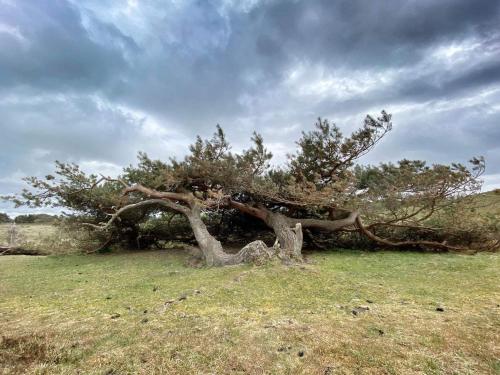 a uprooting tree in the middle of a field at 4 person holiday home in Vejby in Vejby