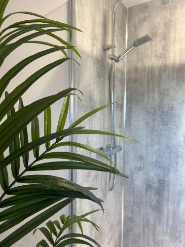 a plant in a bathroom with a shower at Edenmore Cottage Bed & Breakfast in Moorefield
