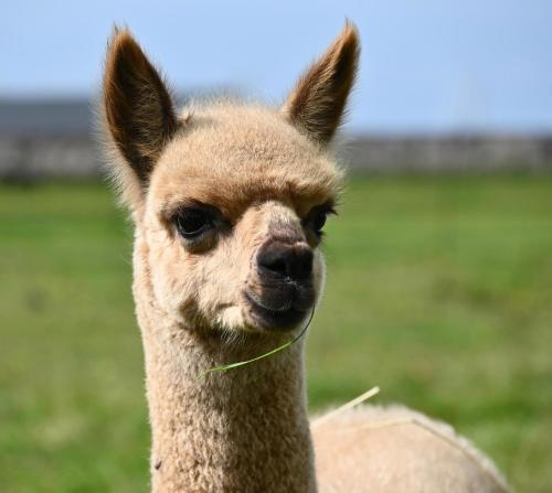 Alpaca World Friesland